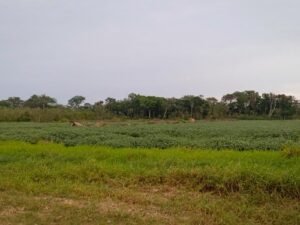 pequeños-productores-beni-4